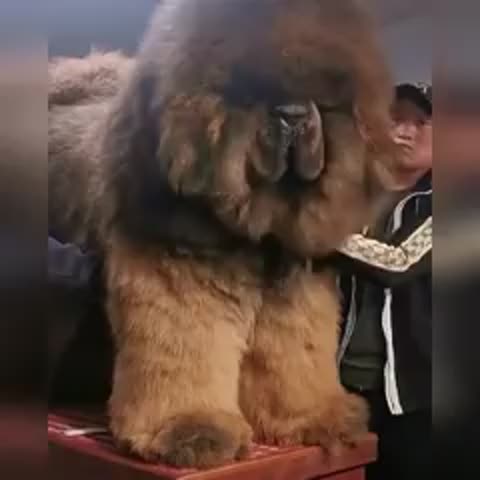 Тибетский_мастиф_скачать_бесплатно_-_WORLD3_SPCS_BIO