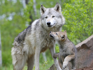 animal-wolf-165867
