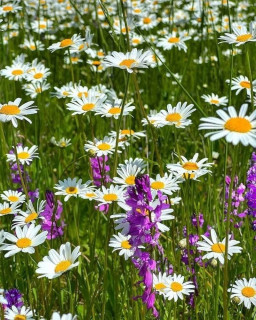 IMG-c7e53125950795b01850dbd20b923d6a-V