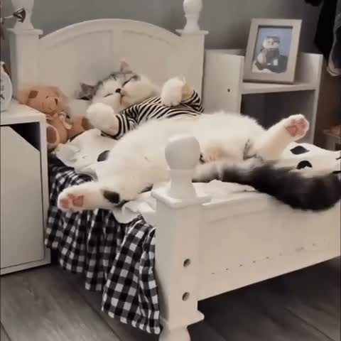 Котик