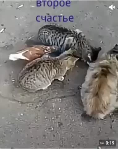 Кто_не_рискует_тот_голодный