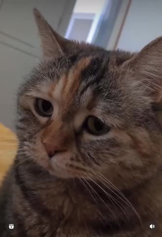 Котик_жалуется