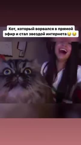 Кот_зашёл_в_прямой_эфир