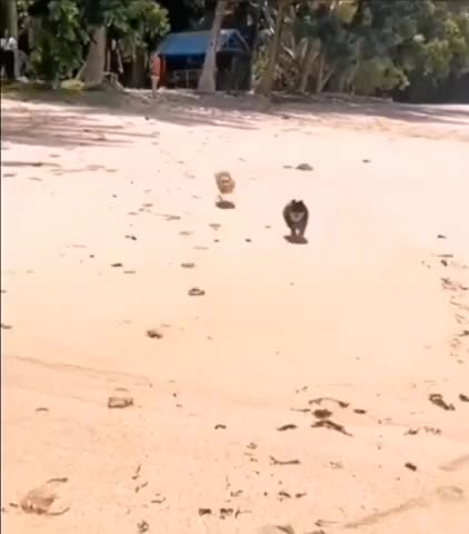 Торпеда_в_действии