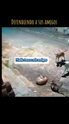 Крутой_котяра