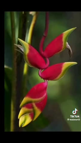 обалденная_красота