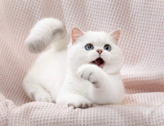 MQIWmjhcWbI