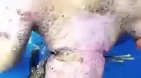 акула_спасает_черепаху