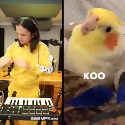 The_Kiffness_x_Ginger_the_Cockatiel_-_Kookee_Kookee360P
