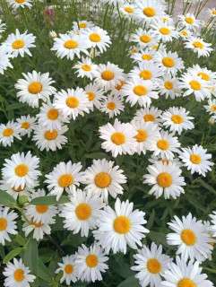 FB_IMG_16908249736751574