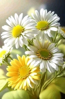 FB_IMG_16908294329611184