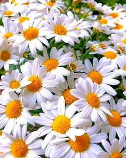 FB_IMG_16910442184165923