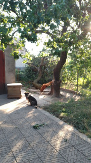 IMG-effa70653c430acbb8ea8ab5b613bd72-V