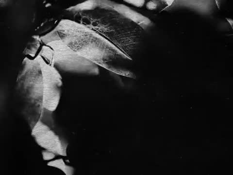 Joe_Satriani_-_Nieen_Eighty-world20_