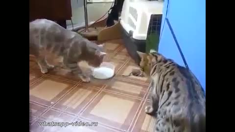 кислое_молоко