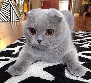 0dpdzo6uXZo