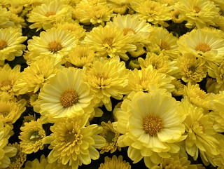 Asters_Many_Closeup_Yellow_594772_1365x1024_1