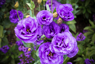 Eustoma_Closeup_Violet_568045_1280x853