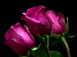 Roses_Closeup_Black_background_Three_3_Violet_569725_1280x944