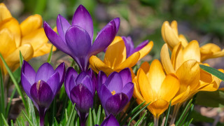 Crocuses_Closeup_Yellow_Violet_578121_1280x720