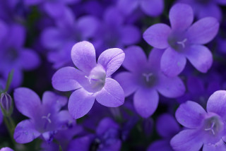 Bokeh_Violet_Bells_607078_1280x853