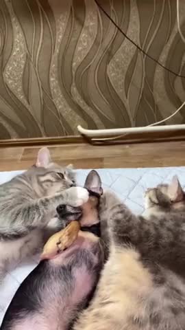 псина_сутулая