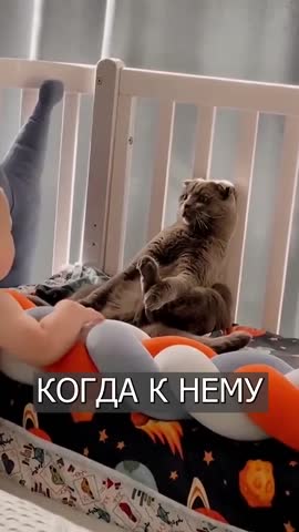 звезда_инета