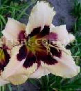 images-30