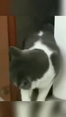 кошачья_жизнь