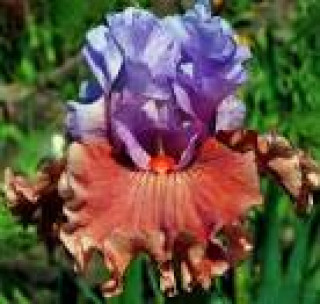 images-5