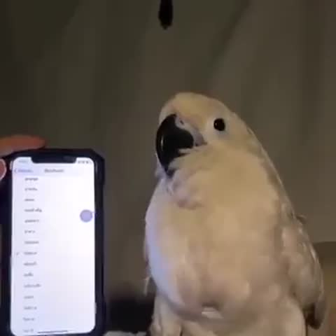 попугай_и_айфон
