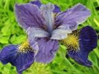images-7