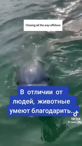 благодарность