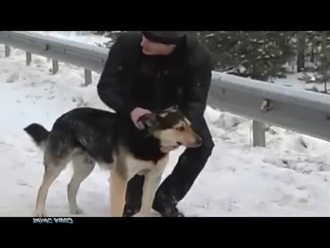 vidmo__Vladimir_Zakharov_Rok_Ostrova_Na_kolcevojj_pesnya_pro_vernogo_psa_480