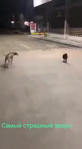 самый_страшный_зверь