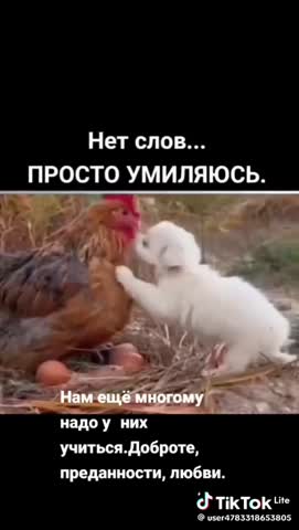 нет_просто_слов