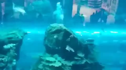 Шоу_в_Дубае