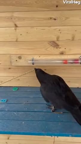 умная_ворона