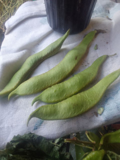 IMG-0e846d9abab86f95ed575c89f395cc3c-V