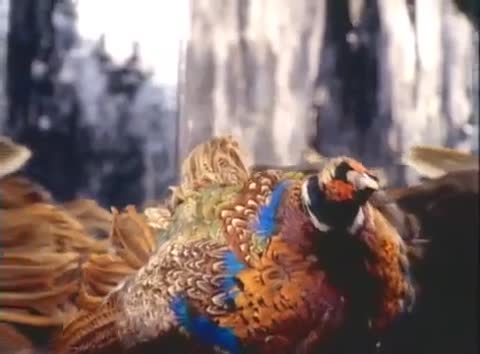 Aerosmith_-_Livin_On_The_Edge-world43_spcs_bio