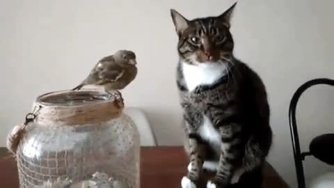 Котя