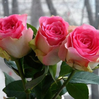 339800202_p_401_400_0