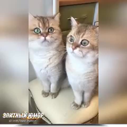 а_что_было_масло