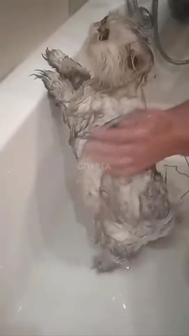 ты_кого_послал