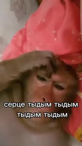 шепучий_хаш