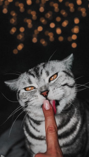 KwYIPTtdkZY