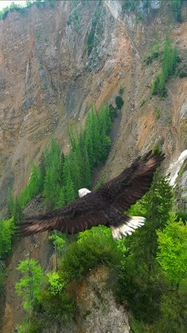 video-da0051bf0b9dd9614940cf2dcea1a34e-V