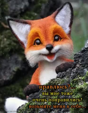 Лисенок