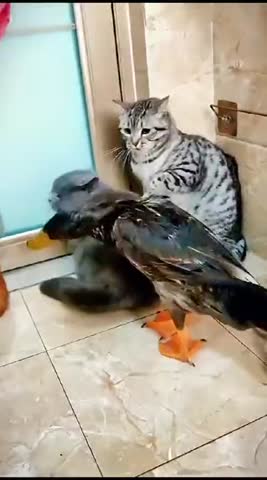 драчливая_утка