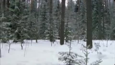 ВОЛК_____Вячеслав_Сидоренко